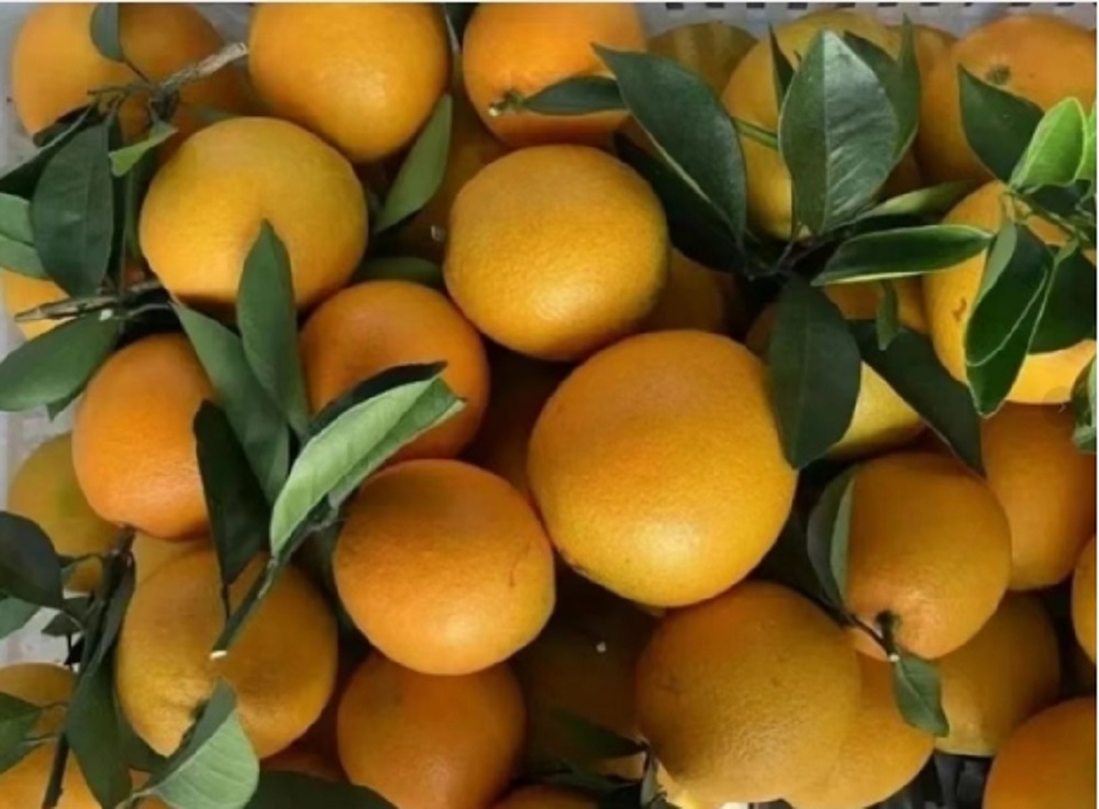 1764578176724644.jpg 微信图片_20251201155026_364_49.jpg